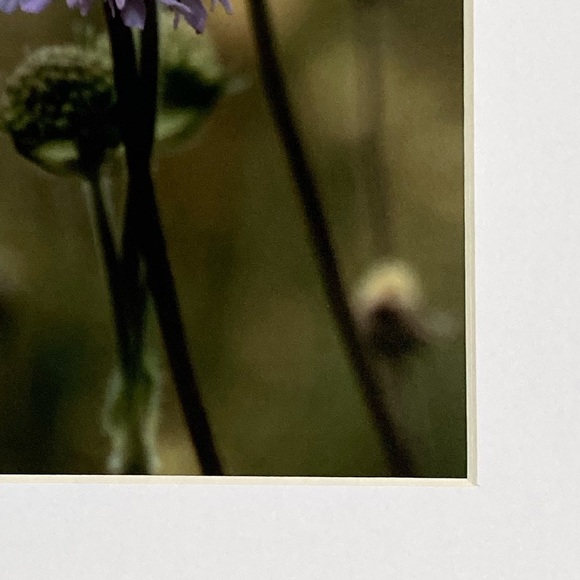 “TALL, DARK & HANDSOME” ~ ORIGINAL ART by ~ @lisamichellebeckerphotography - Picture 5 of 13